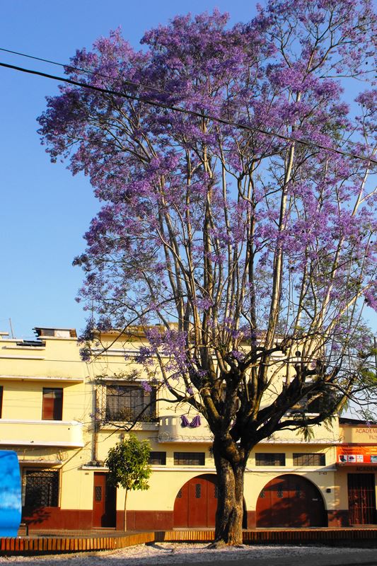 Árbol de Jacaranda que florece en la época de Cuaresma y Semana Santa 2024 en Guatemala.